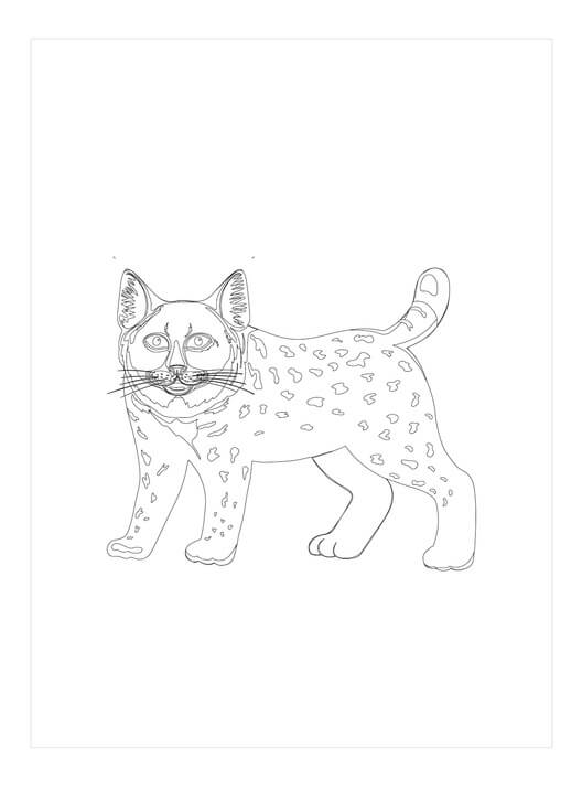 dibujo lince dibujo para colorear