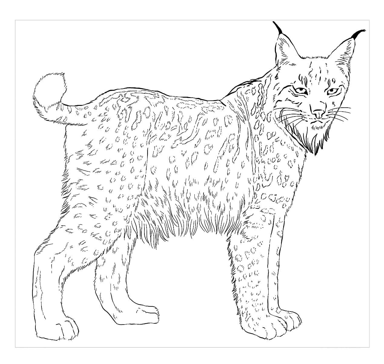 dibujo lince iberico para colorear