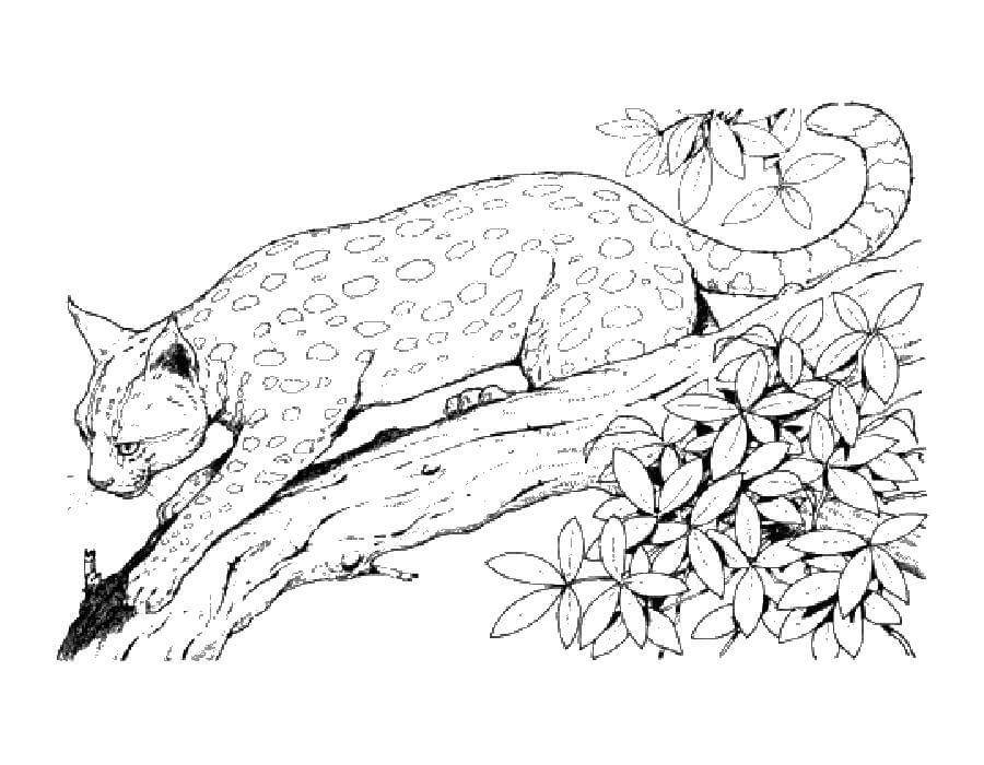 dibujo lince imprimible para colorear