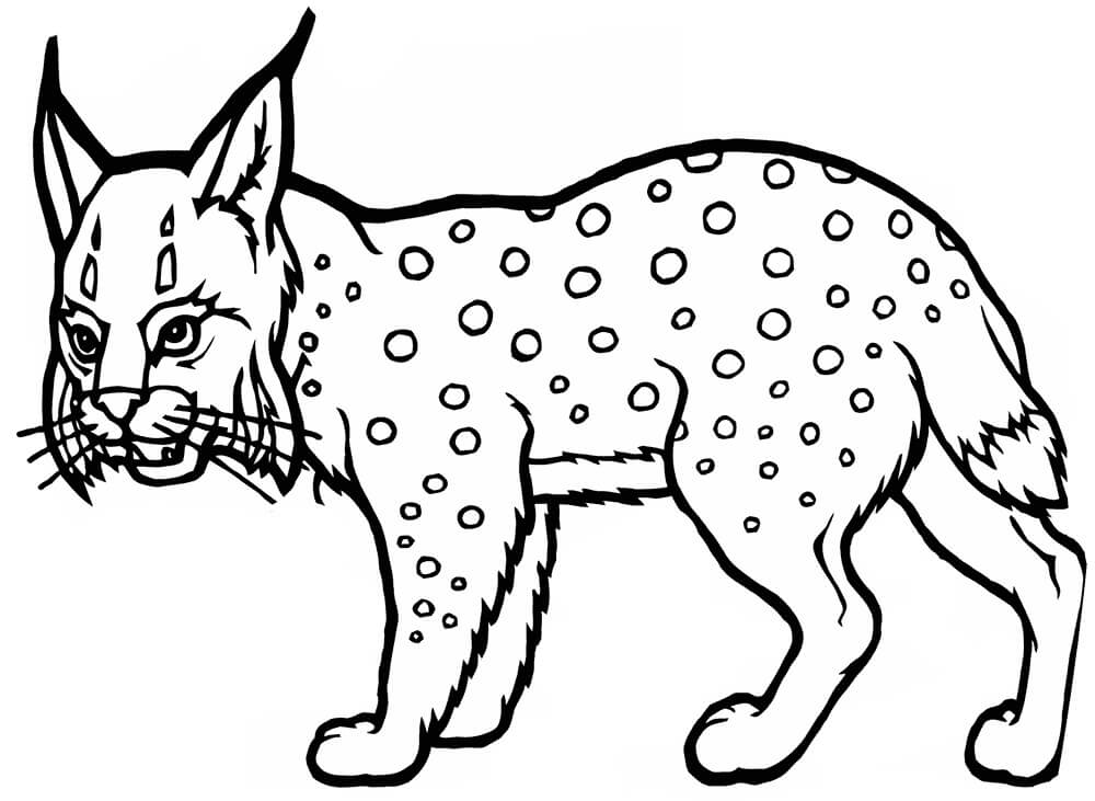 dibujo lince normal para colorear