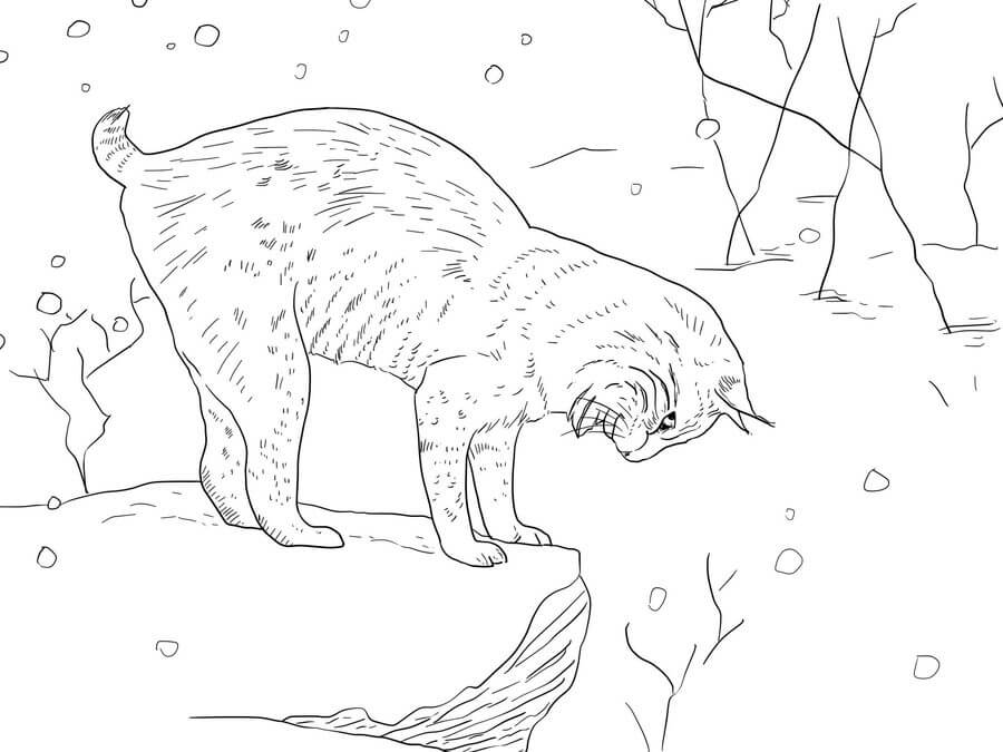 dibujo lince perfecto para colorear