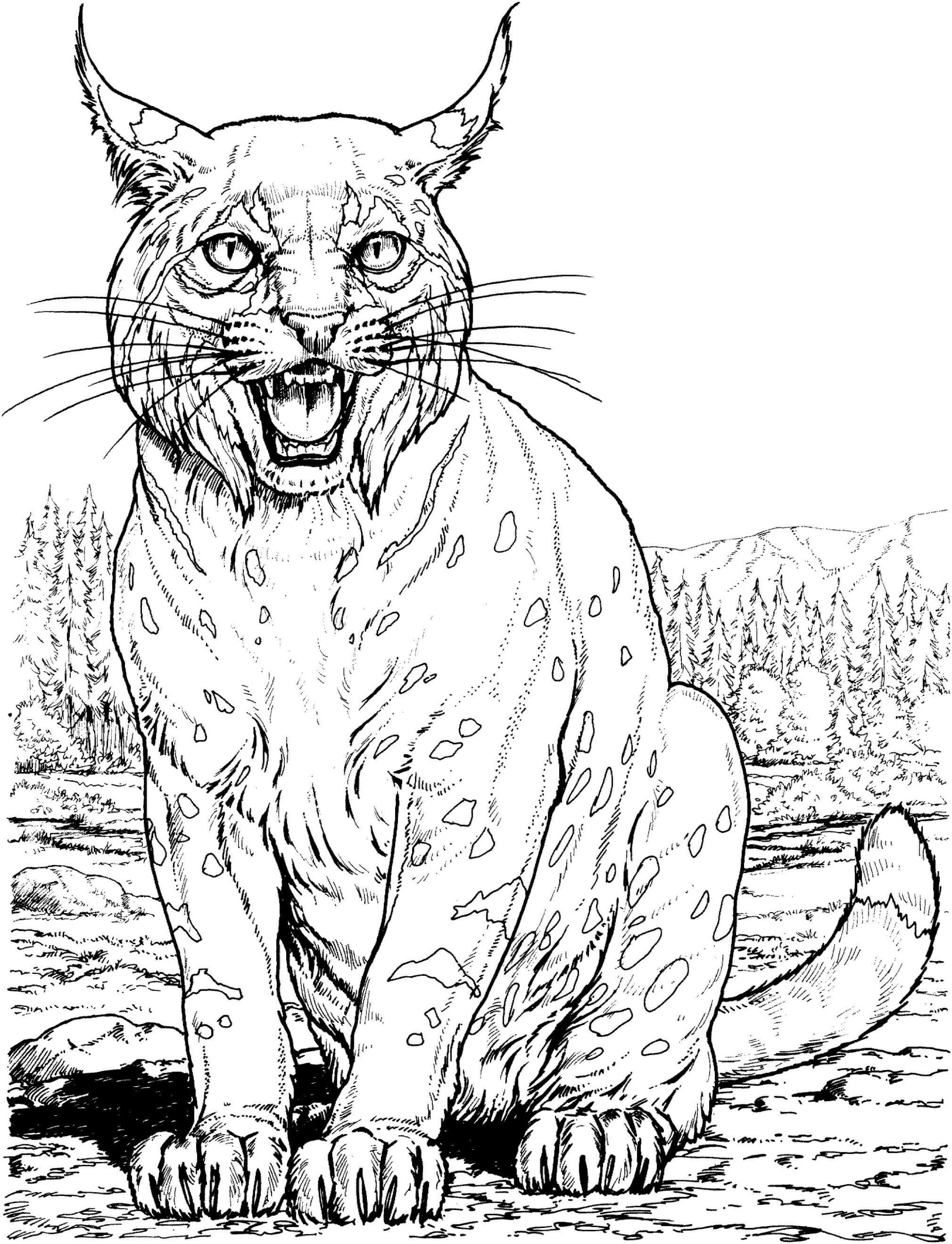 dibujo lince sentado scaled para colorear