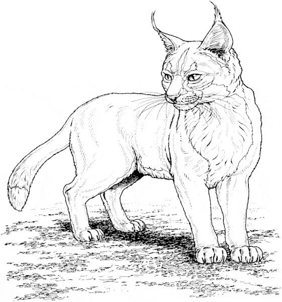 dibujo lince simple para colorear