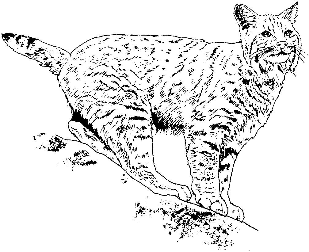 dibujo lindo lince para colorear
