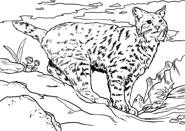 dibujo lynx asombroso para colorear