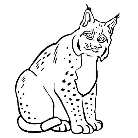dibujo lynx gordo sentado para colorear