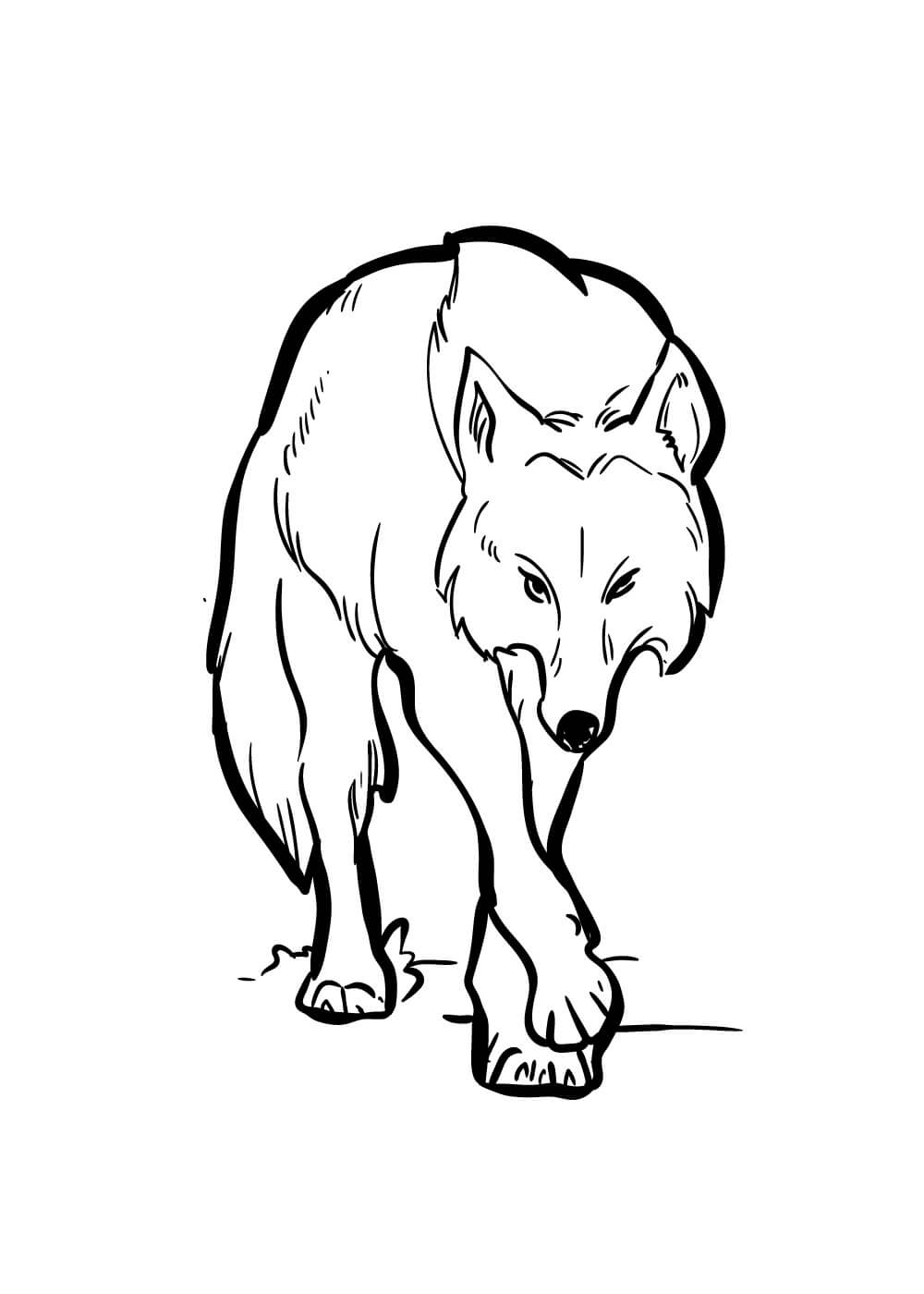 bonito lobo caminando