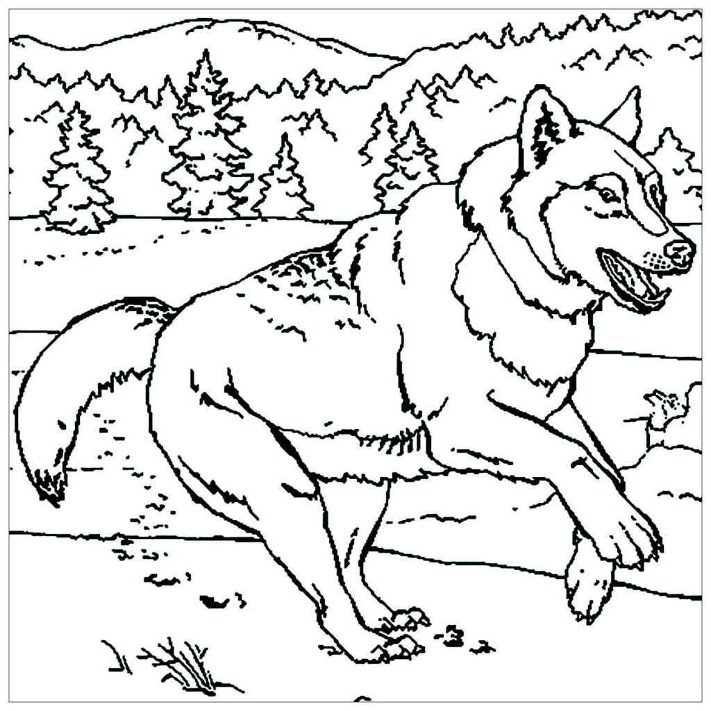 Dibujo Lobo