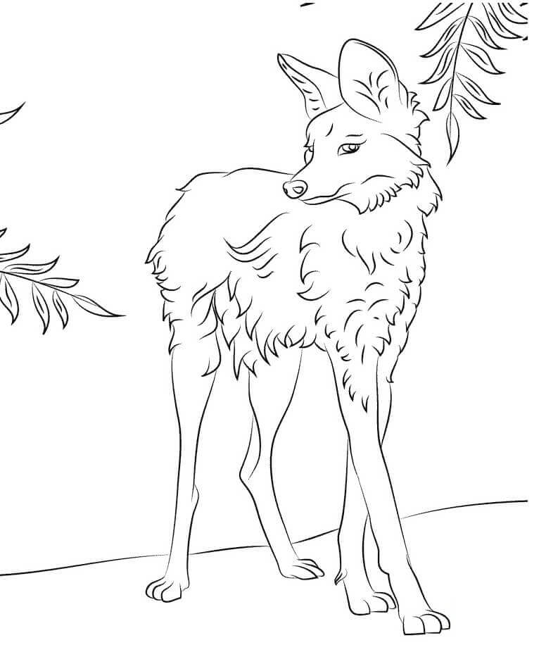 lobo amelenado