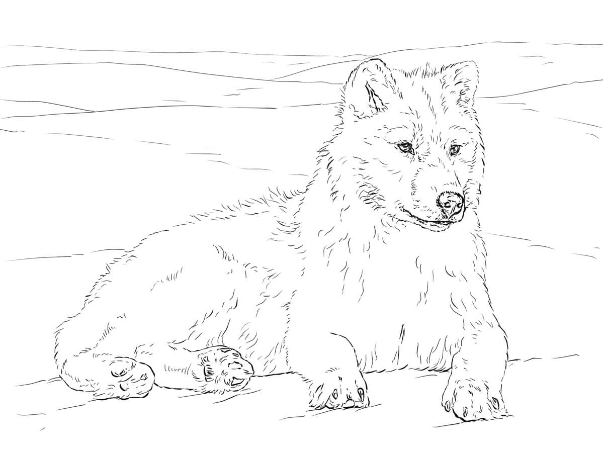 lobo artico