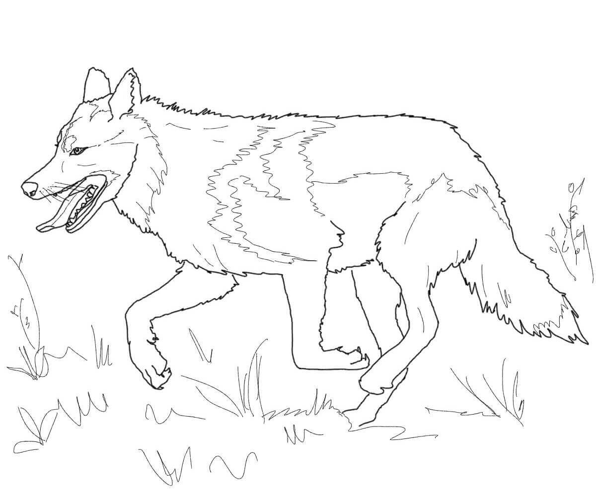 lobo caminando