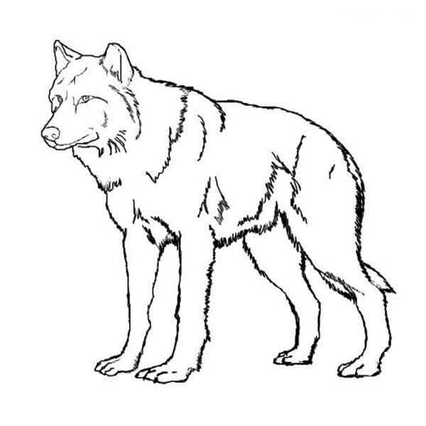 lobo imprimible
