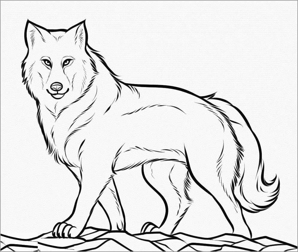 lobo normal