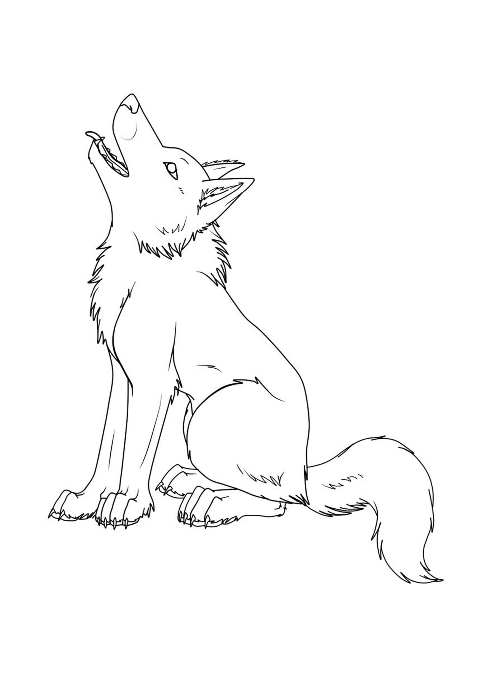 lobo sentado scaled