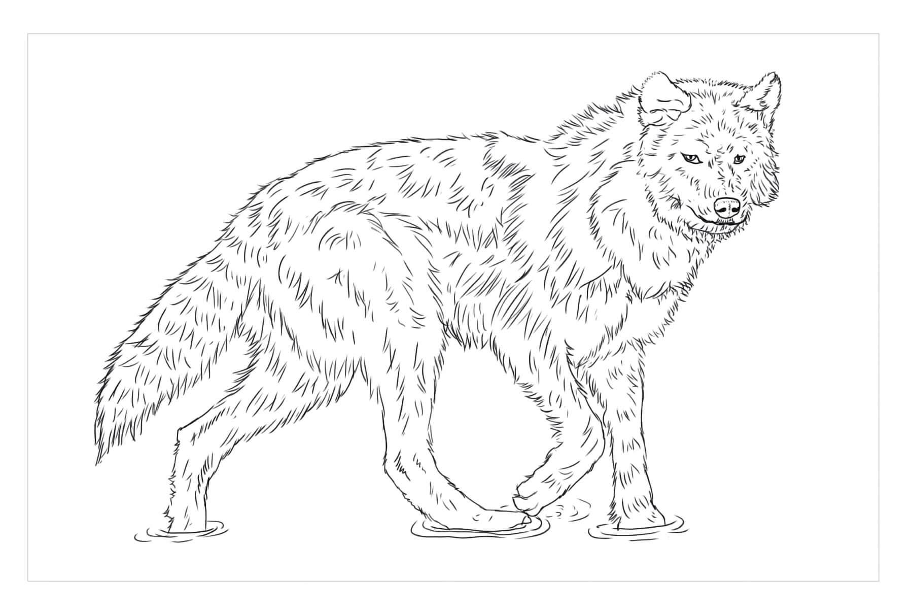 lobo de madera