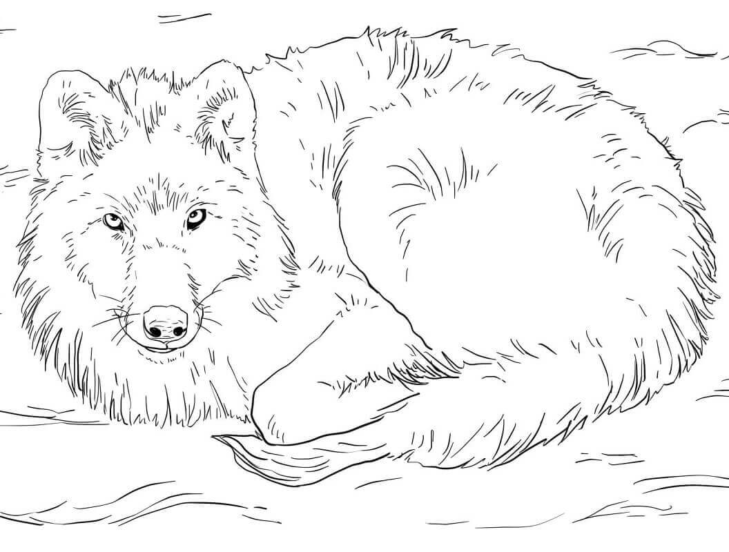 lobo se acuesta
