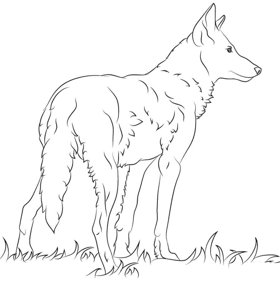 lobo sobre hierba
