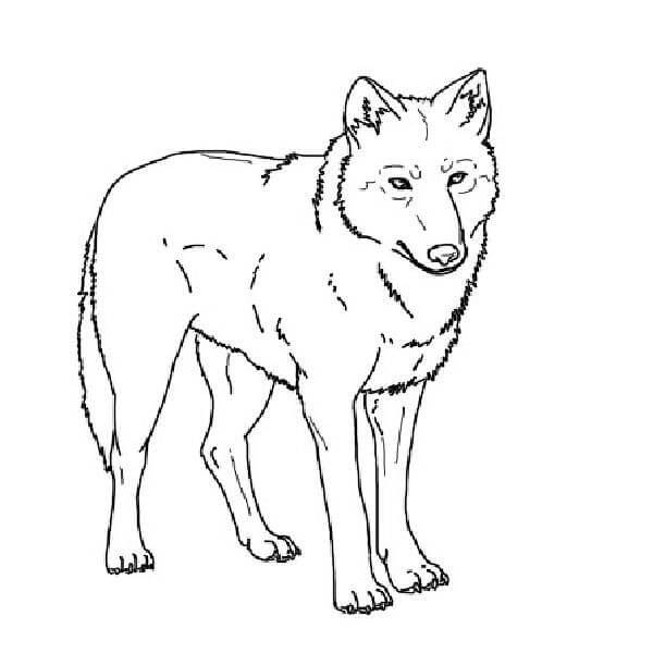 lobo impresionante