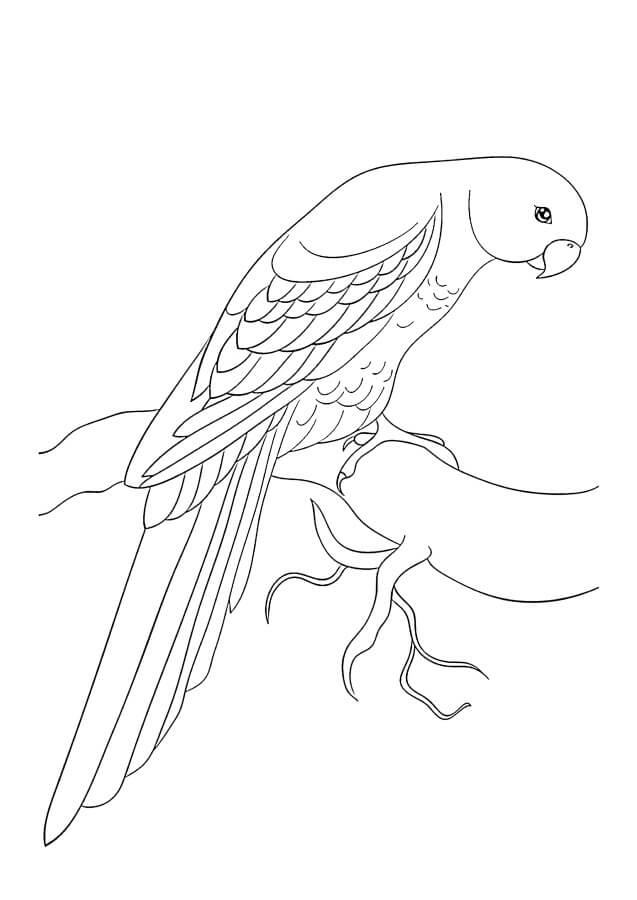 dibujo adorable loro para colorear