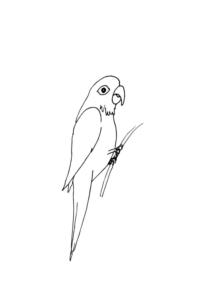 dibujo bonito loro para colorear