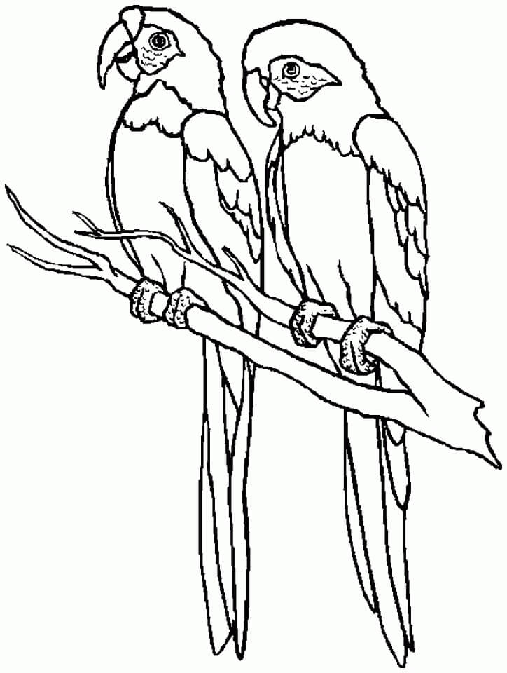 dibujo de dos loros para colorear