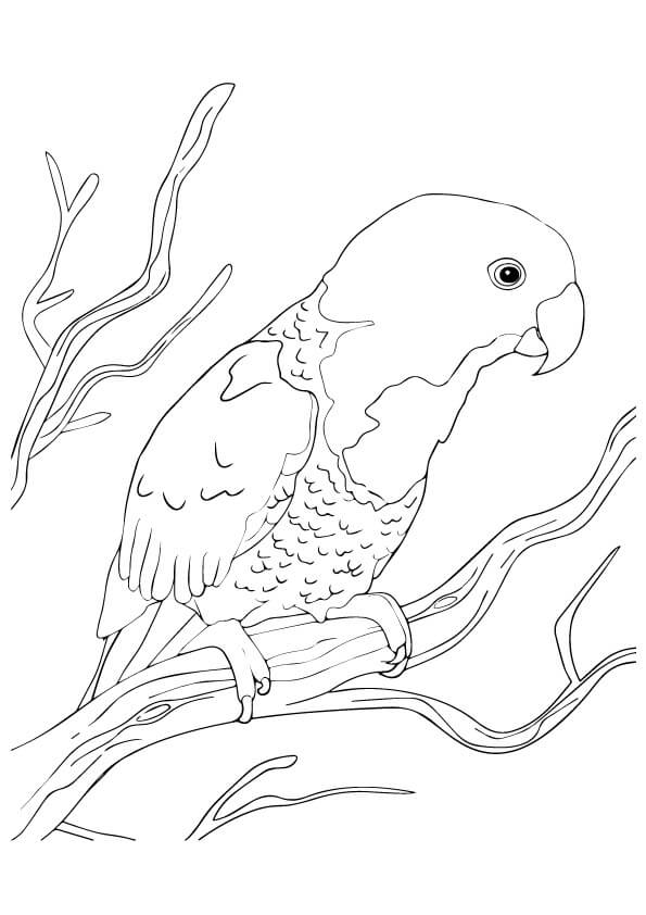dibujo el loro azul nuca para colorear