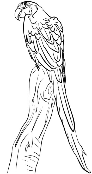 dibujo guacamayo en la rama para colorear