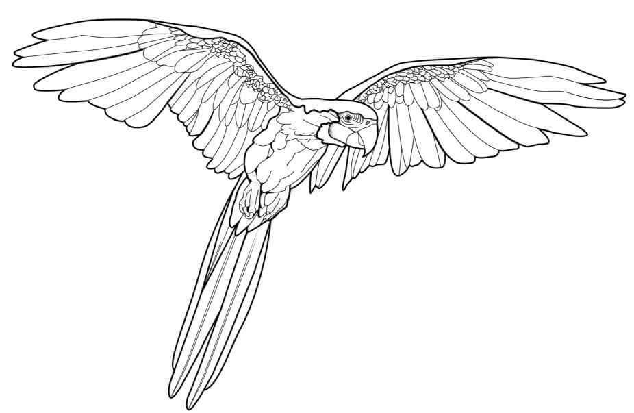dibujo guacamayo volador para colorear