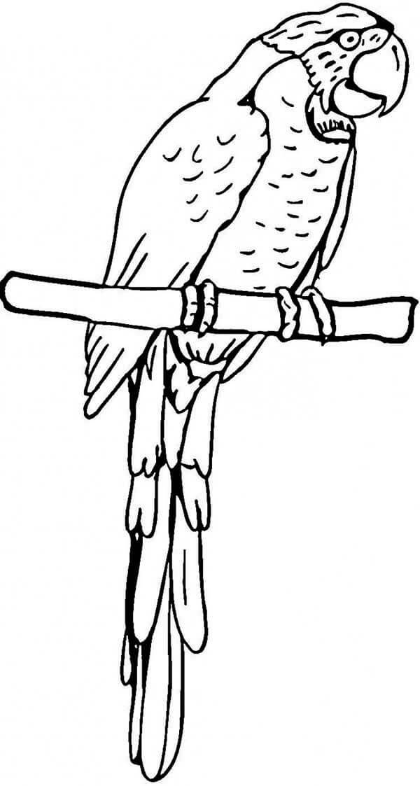 dibujo loro agradable para colorear