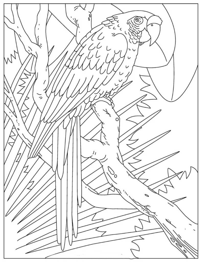 dibujo loro basico para colorear