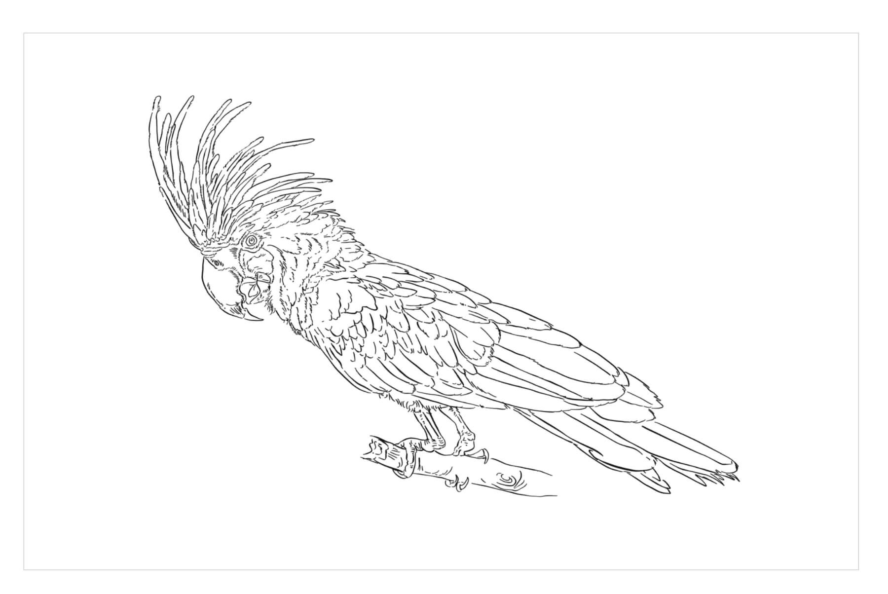 dibujo loro dibujar a mano para colorear