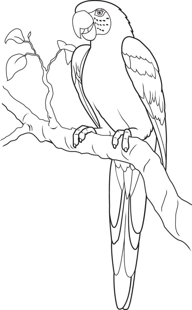 dibujo loro en rama arbol con hojas para colorear