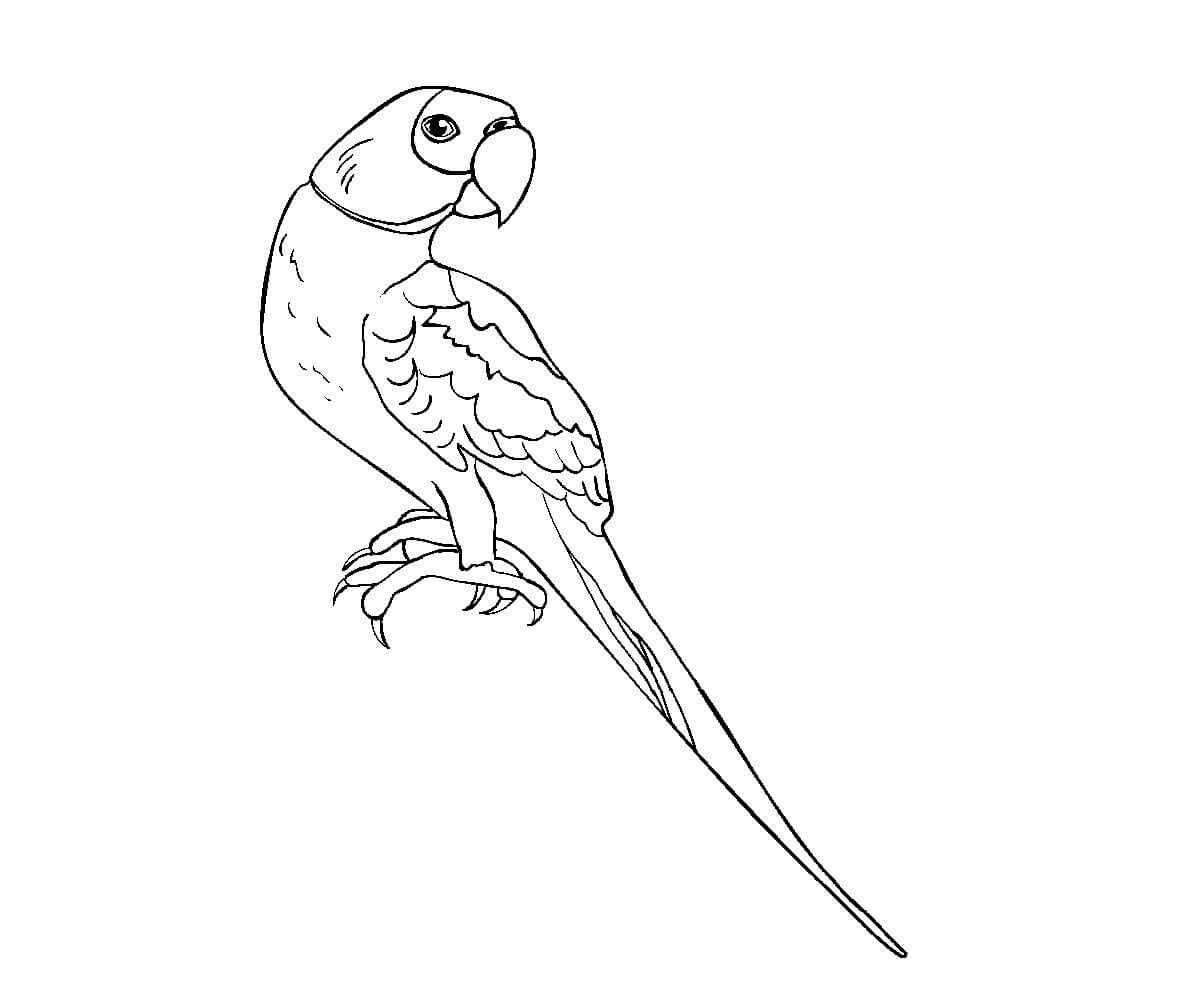 dibujo loro imagenes gratis para colorear