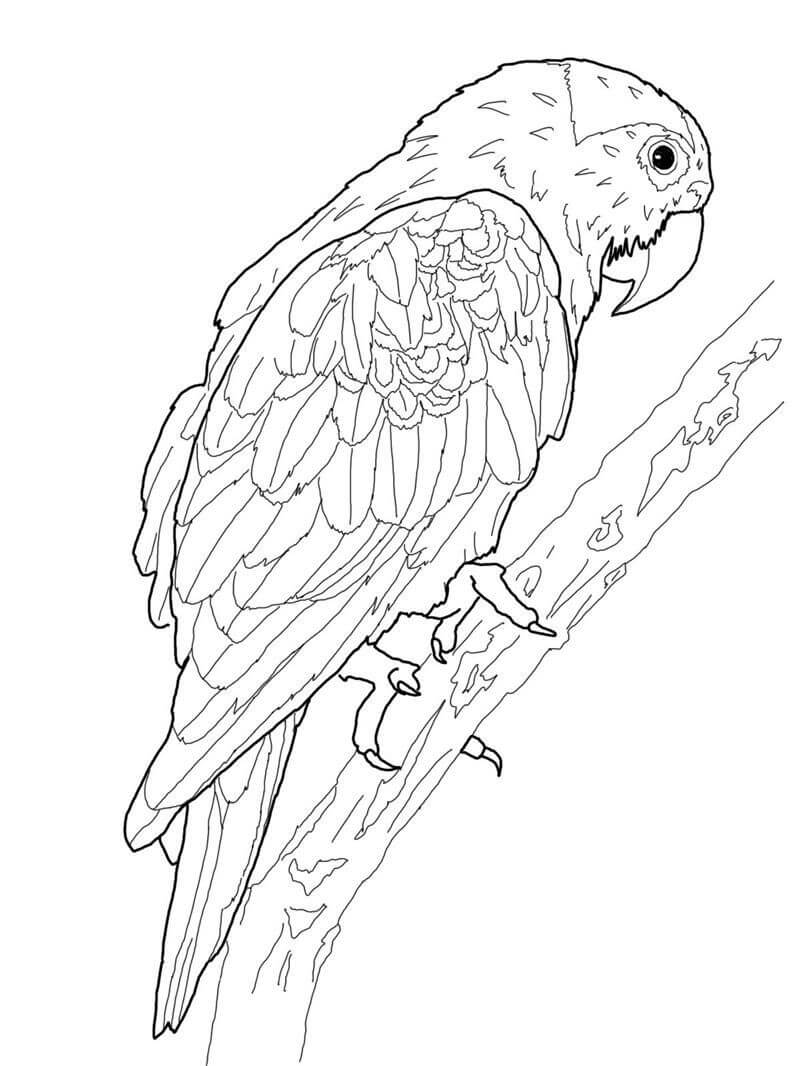 dibujo loro impresionante para colorear