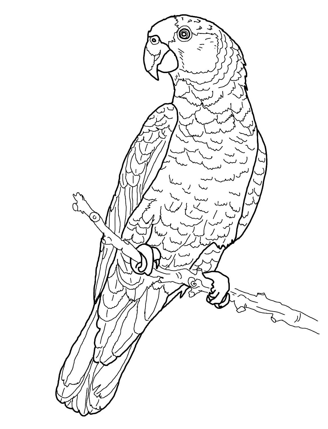 dibujo loro increible para colorear