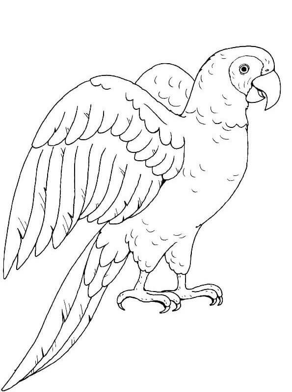 dibujo loro perfecto para colorear