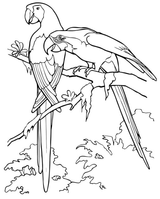 dibujo loro sisserou en la rama para colorear