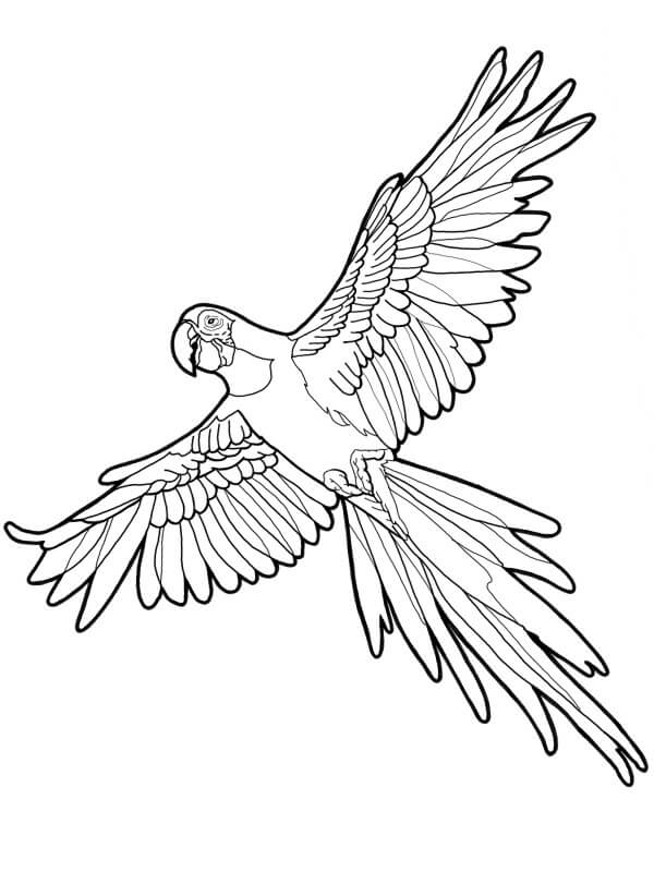 dibujo loros guacamayos rojos para colorear