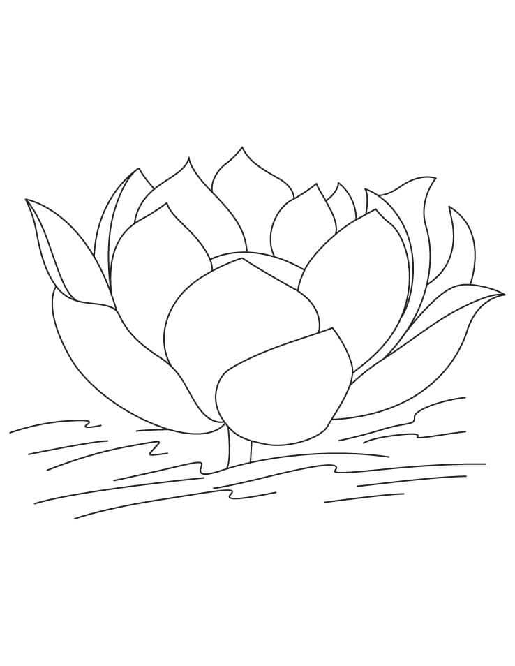 Dibujo de Bonito Loto para Colorear y Imprimir