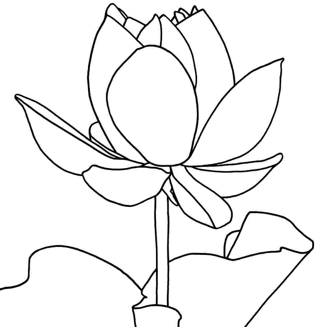 Dibujo de Dibujo de Loto para Colorear y Imprimir