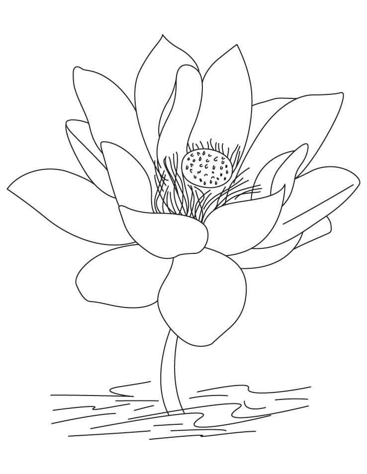 Dibujo de Gran Loto para Colorear y Imprimir
