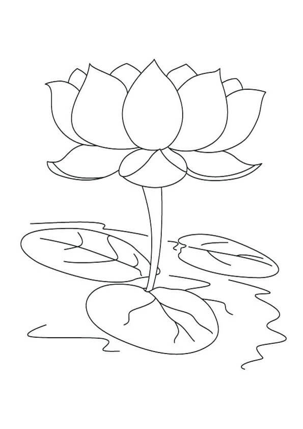 Dibujo de Hermoso Loto para Colorear y Imprimir