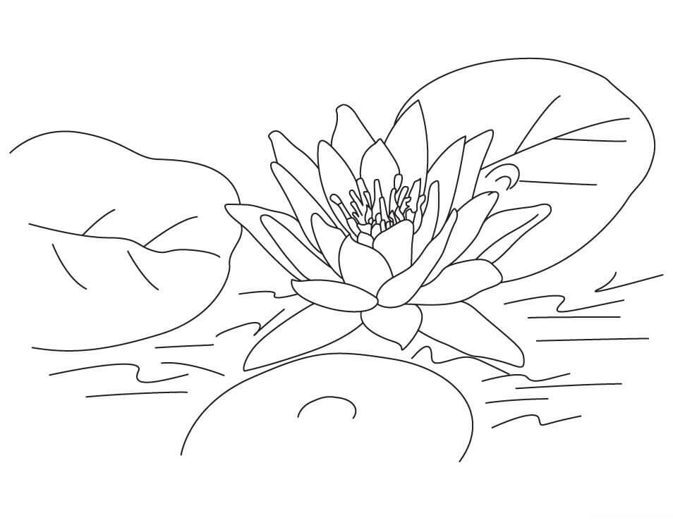 Dibujo de Loto Con Hoja para Colorear y Imprimir