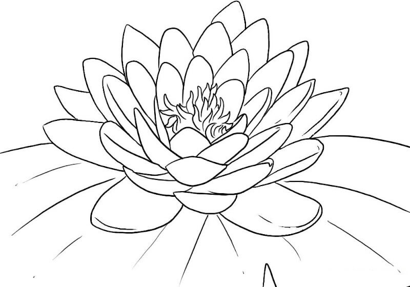 Dibujo de Loto Normal para Colorear y Imprimir