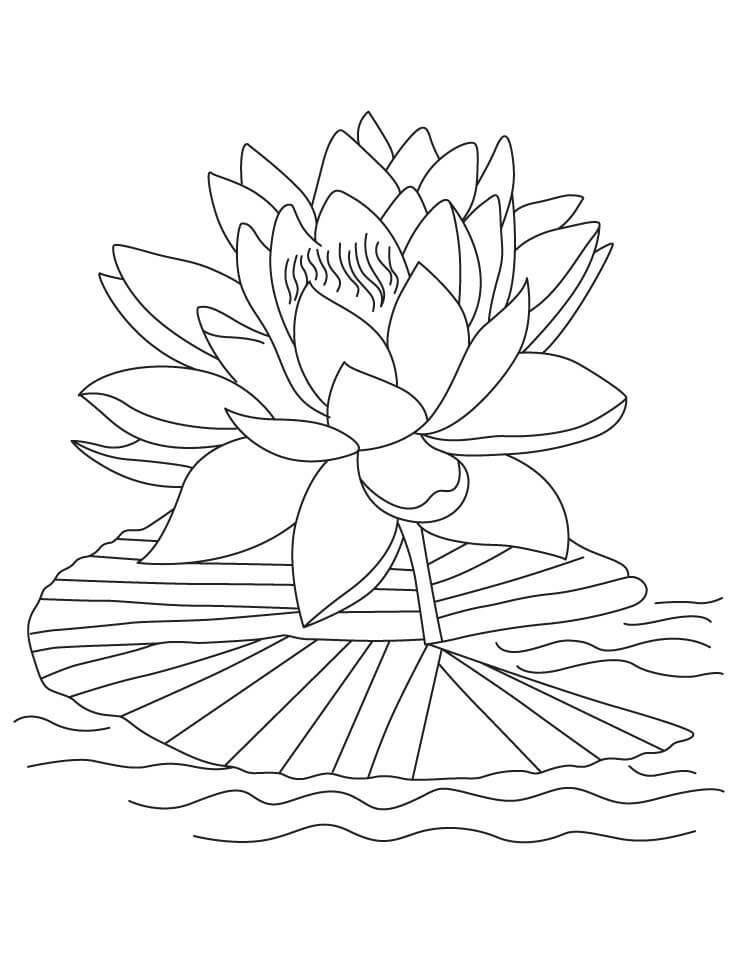 Dibujo de Lotus Simple para Colorear y Imprimir