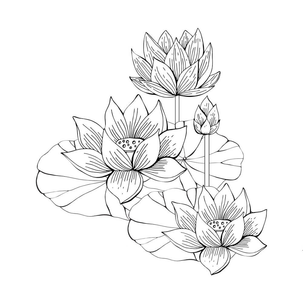 Dibujo de Mano Dibujar Loto para Colorear y Imprimir