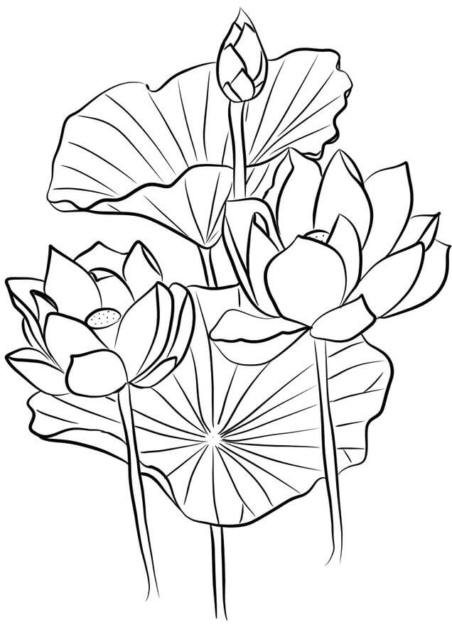 Dibujo de Tres Lotus para Colorear y Imprimir