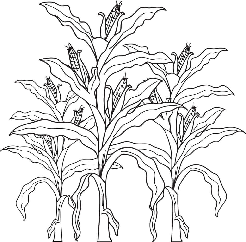 dibujo caida de tallos de maiz para colorear