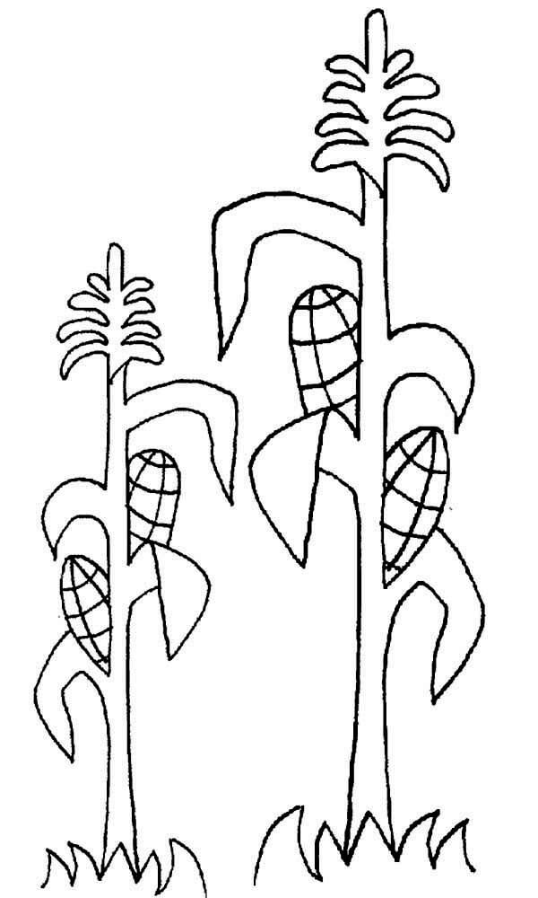 dibujo cultivo de mazorcas de maiz para colorear