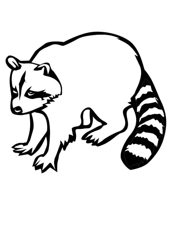 Dibujo de Gran Mapache para Colorear y Imprimir